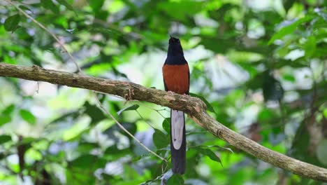 chirping and singing while perched on a branch in the forest, white-rumped shama copsychus malabaricus, thailand