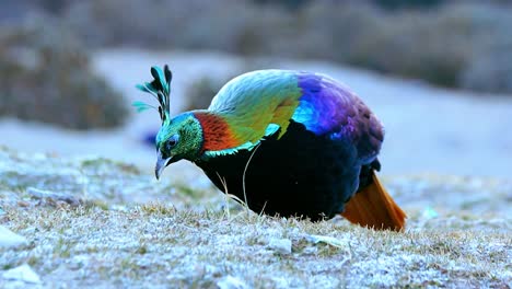 Catch a glimpse of the beautiful Himalayan Monal as it searches for food in the early morning light. Set in the stunning landscapes of Uttarakhand, this vibrant bird brings nature’s beauty to life