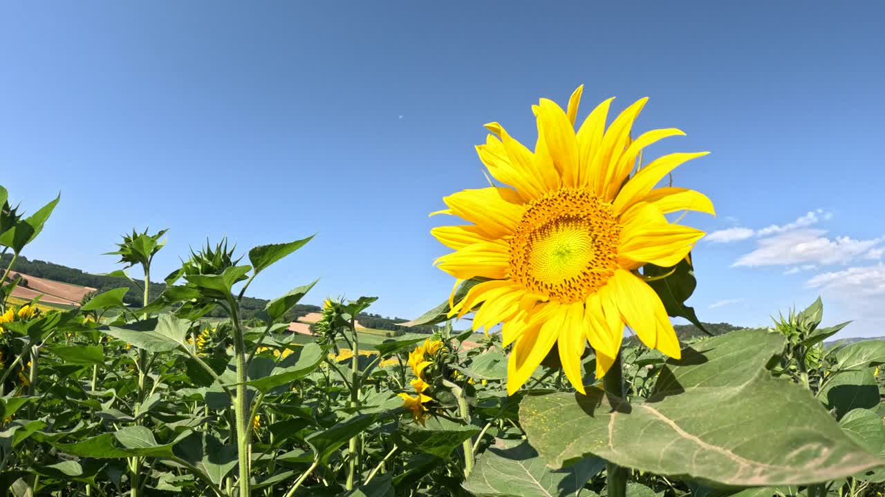 Sunflower is a&nbsp;genus&nbsp;comprising about 70&nbsp;species&nbsp;of annual and perennial&nbsp;flowering