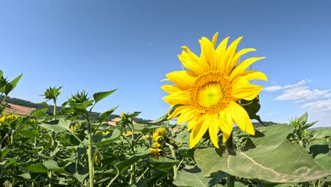 Sonnenblume-Ist-Eine-Gattung,-Die-Etwa-70-Arten-Einjähriger-Und-Mehrjähriger-Blüten-Umfasst