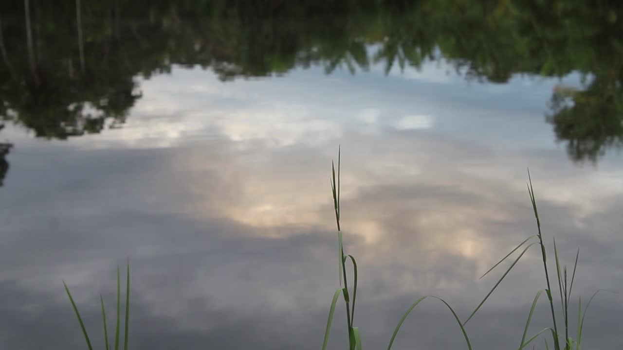 앞에 풀이 있는 하늘과 자연의 반사와 함께 조용한 호수 물의 가까운