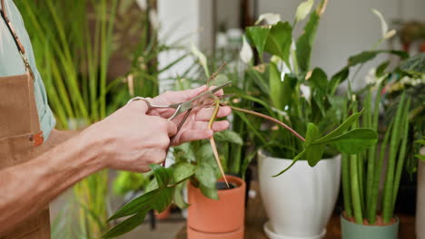 pruning houseplants