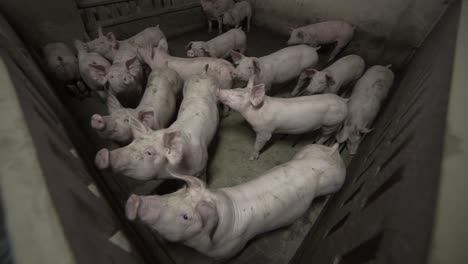 grown up pigs in enclosure