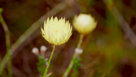 close-up of two pale yellow flowers