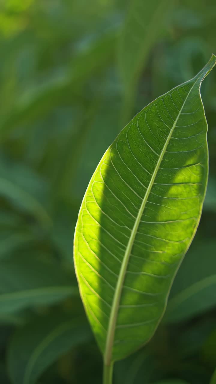 Close-up video shot of a single green leaf with sunlight filtering through, captured from a side
