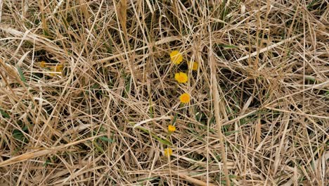 flor silvestre amarilla, costa de coltsfoot, día de primavera soleado y tranquilo, toma de primer plano medio