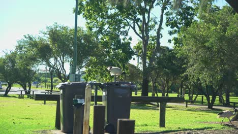 Weißer-Ibis,-Der-An-Einem-Sonnigen-Tag-In-Den-Tropen-Essen-Aus-Einem-Mülleimer-In-Australien-Holt