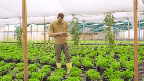 los agricultores modernos de rosas trabajan con tabletas en el invernadero.