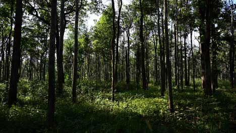 Forest-and-Shadows