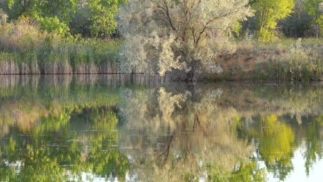 reflection of trees with different shades of green