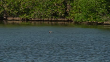 Un-Chorlito-Volando-Sobre-La-Superficie-Del-Agua-En-Un-Bosque-De-Manglares-En-Tailandia