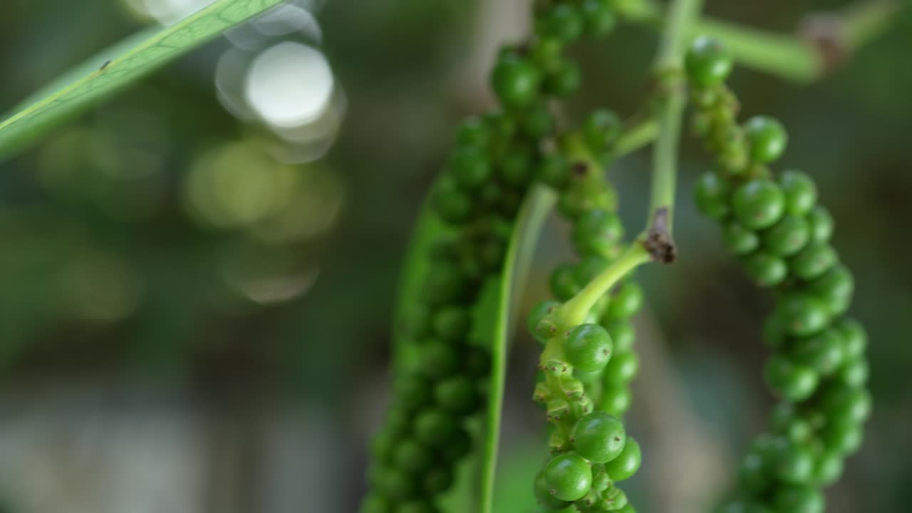 고추나무 정원에서 녹색 고추, 정원에서 신선한 검은 고추 식물.