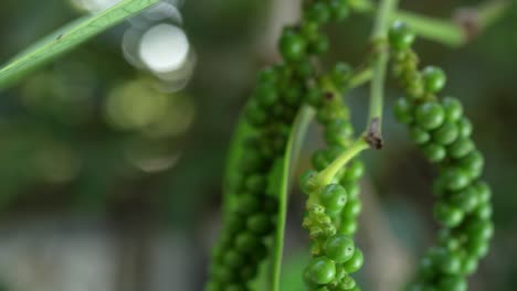 pimienta verde en el jardín del árbol de la pimienta, planta de pimienta negra fresca en el jardin.