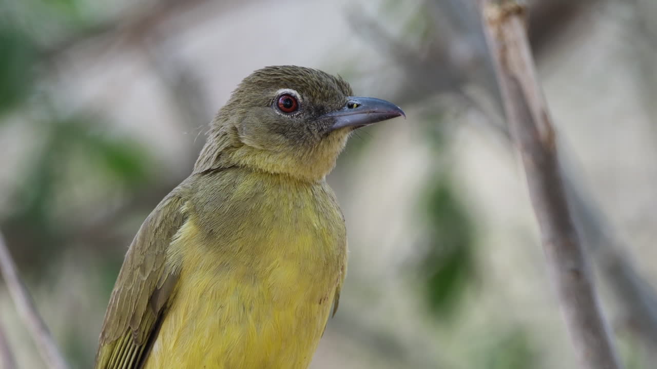 pájaro bulbul de vientre amarillo en el bosque - de cerca