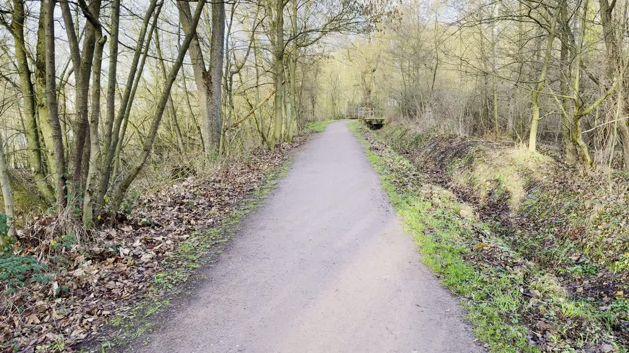 A lonely forest path lined with bare trees and dry leaves