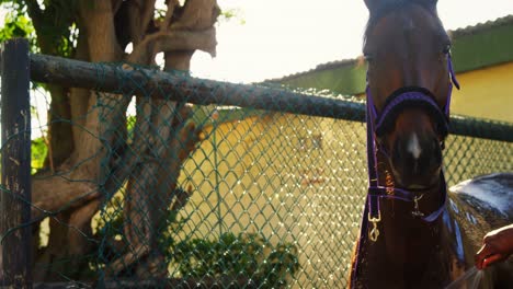 caballo siendo lavado con agua 4k