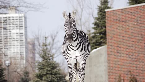 zebra standing and looking right at the camera