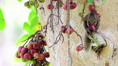 Pallas-Eichhörnchen-Oder-Das-Rotbauchhörnchen,-Das-Beim-Essen-Einer-Frucht-Auf-Einem-Ast-Eines-Fruchtbaums,-Callosciurus-Erythraeus,-Gefunden-Wurde