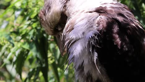 el pájaro limpia las plumas en medio de un follaje verde exuberante