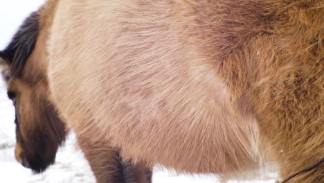 close up of brown icelandic horse in the wind