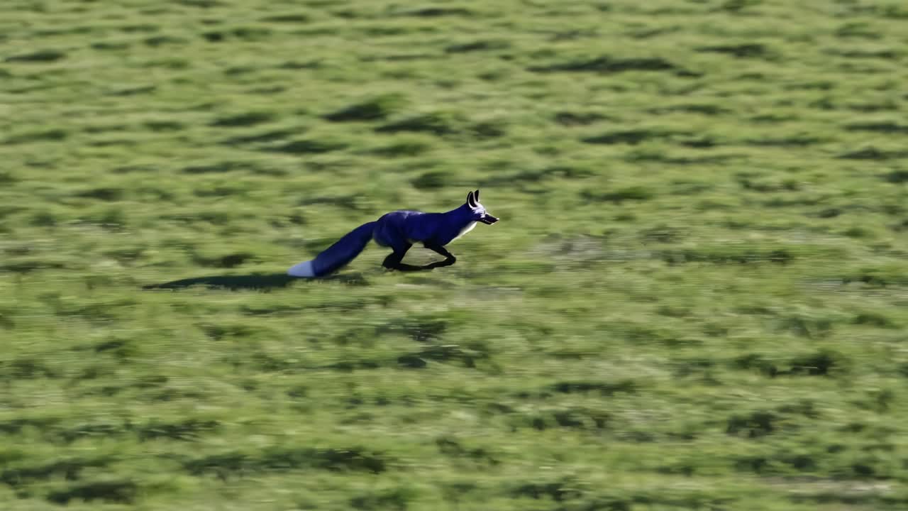 초원을 가로질러 달리는 파란 여우