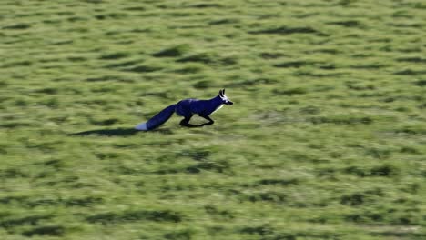 blue fox running through grassland