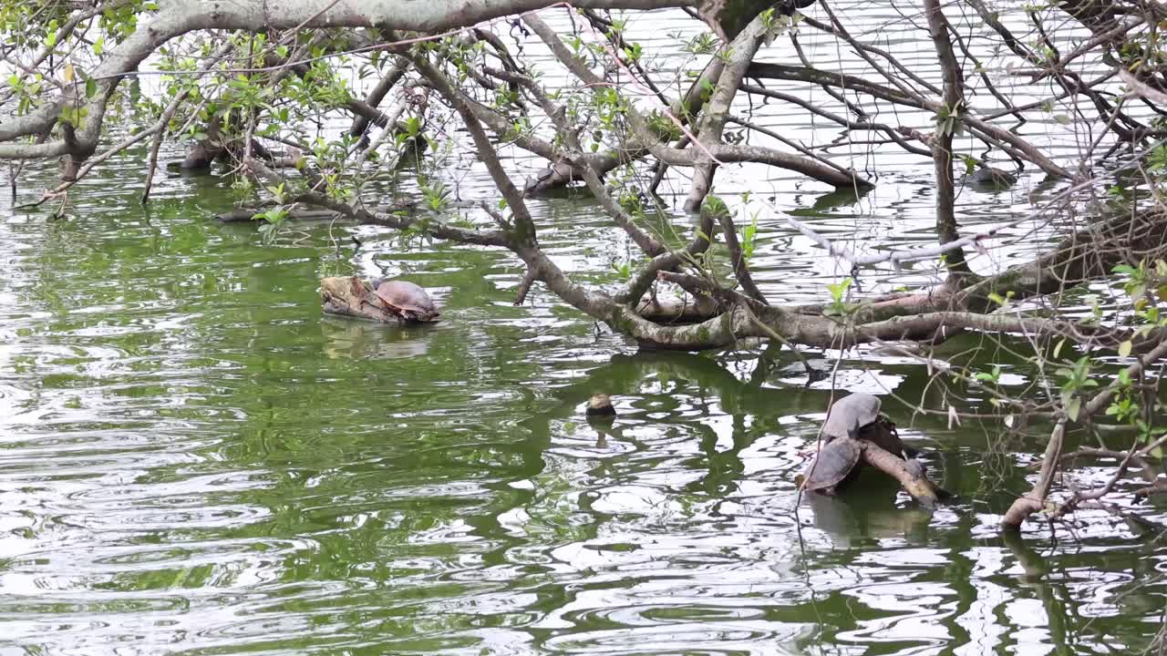 tortuga navegando a través de las ramas en un lago