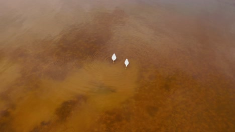 Luftbild-Von-Schwänen,-Die-An-Sonnigen-Frühlingstagen-Im-See-Schwimmen-1