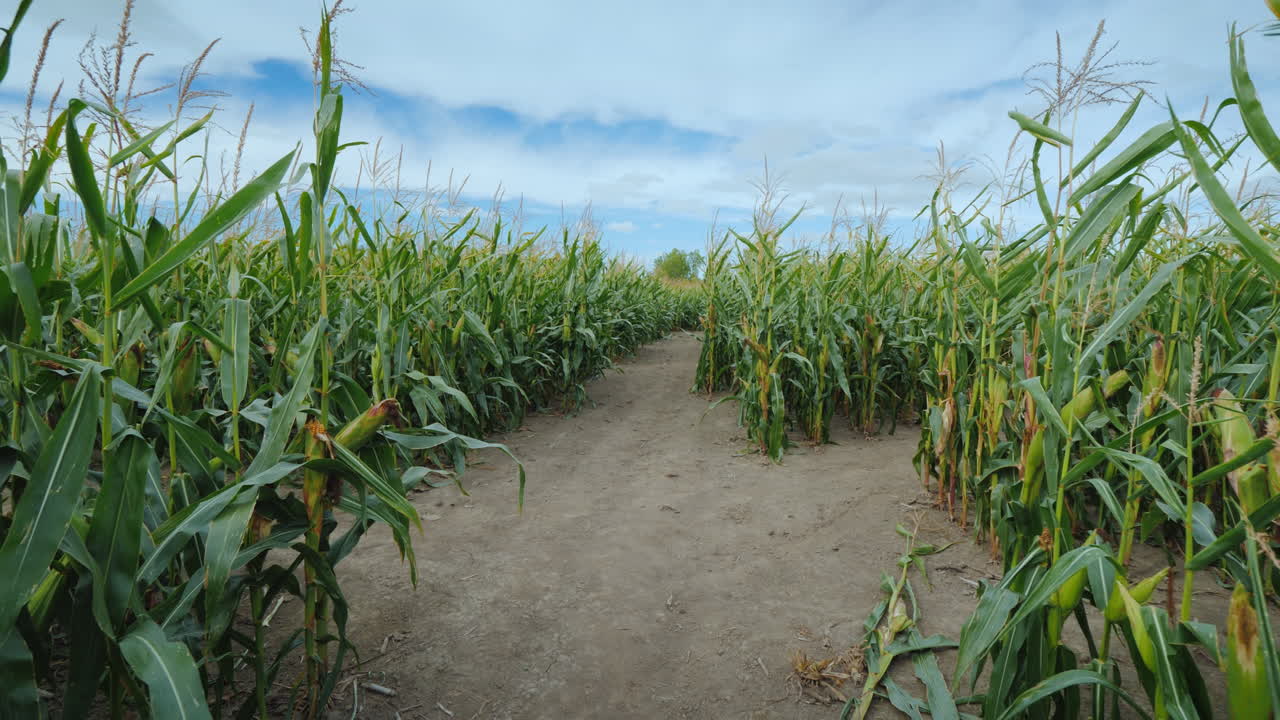 caminando por el túnel de maíz en el laberinto de maíz vista en primera persona