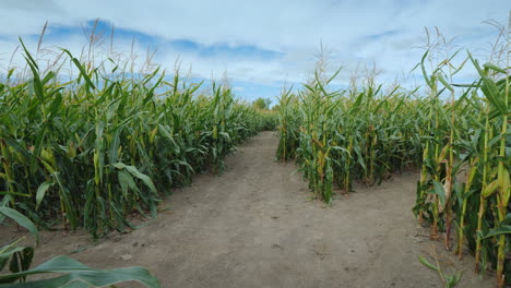 Walking-Through-The-Corn-Tunnel-In-The-Corn-Maze-First-Person-View