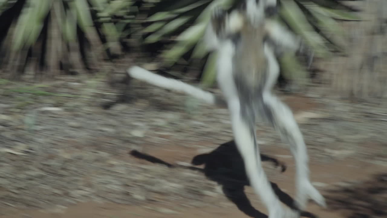 나무 위에 있는 두 개의 흰색 시파카, 하나는 춤을 추는 것처럼 땅을 뛰어넘어 다음 나무로 이동합니다.