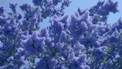 Californian-Lilac