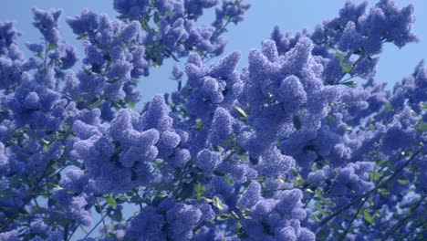 californian lilac