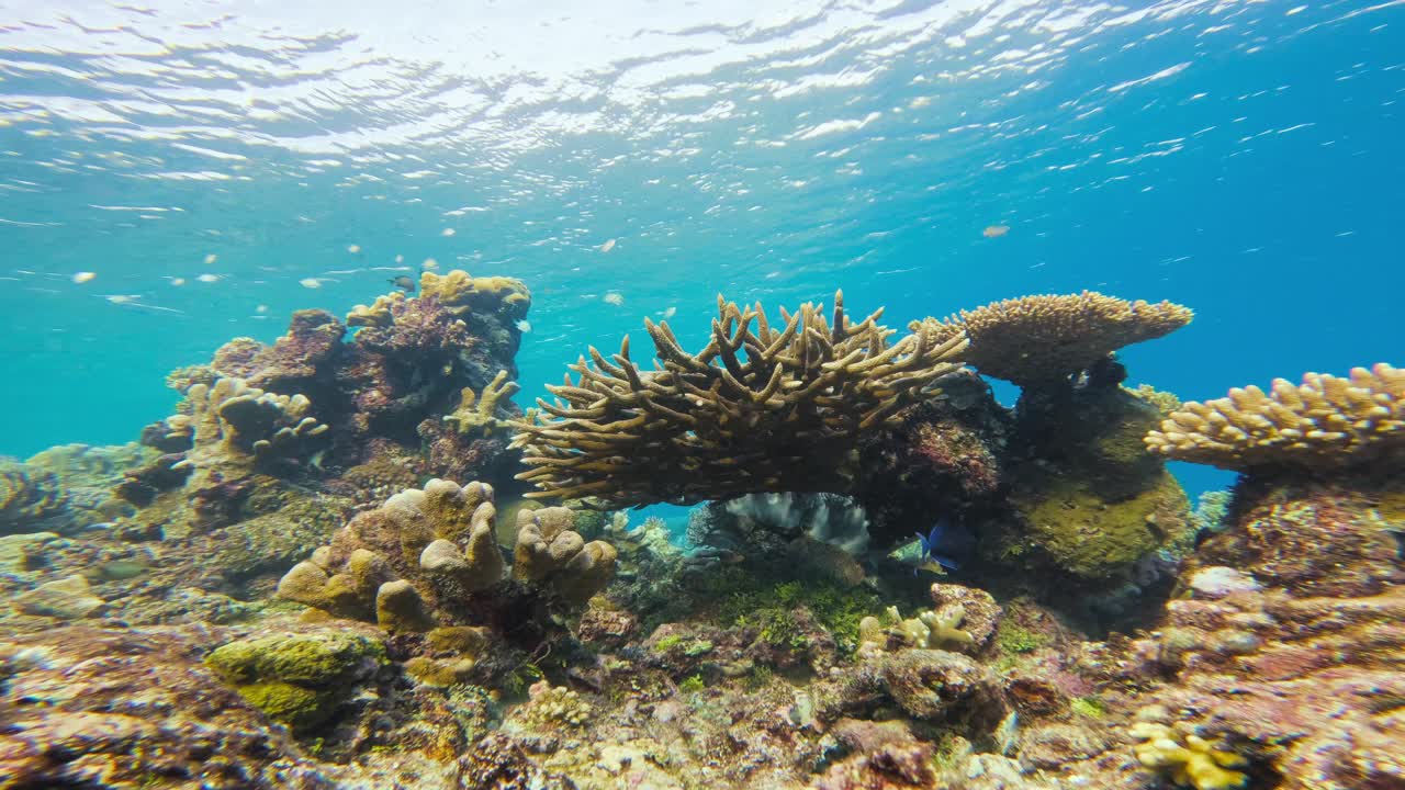 la vibrante escena de los arrecifes de coral submarinos