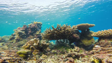 la vibrante escena de los arrecifes de coral submarinos