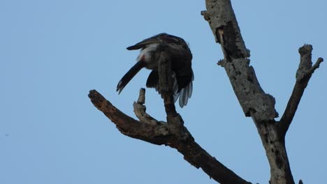 Pájaro-Bulbul-Ventilado-Rojo-En-El-árbol