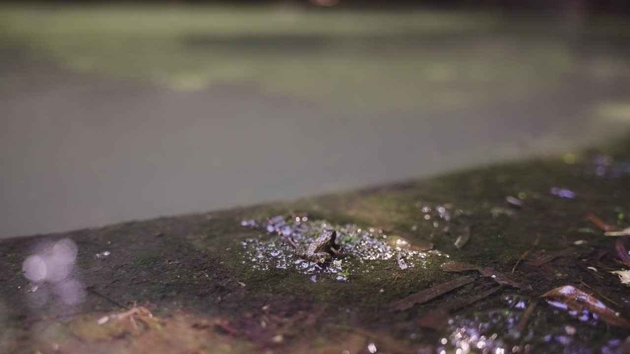 Tiny Forest Frog at Ruins of Tomogashima Island, Jumping away in Slow Motion
