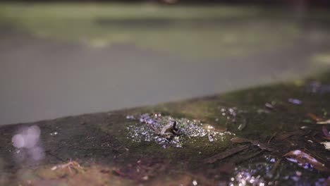 tiny forest frog at ruins of tomogashima island, jumping away in slow motion