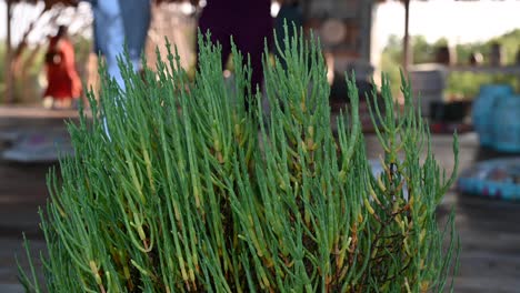 close-up of a green plant with people in the background