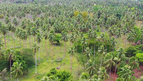 Nice-Tilt-Up-Vista-Aérea-Establishing-Of-An-Island-On-Vanuatu-Melanesia-Pacific-Islands-And-Palm-Tree-Forest