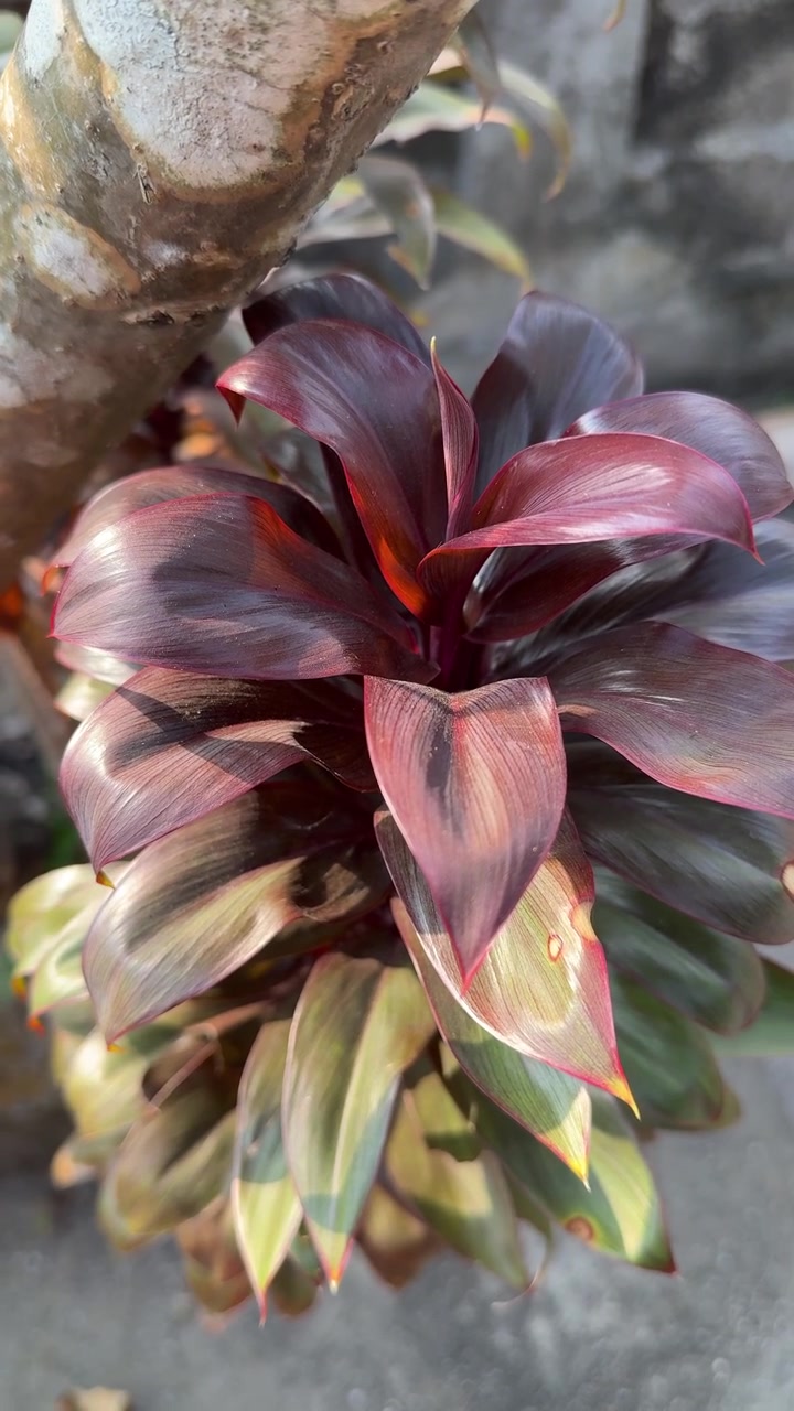 Lähikuva eloisista Cordyline Fruticosa -kasvin lehdistä