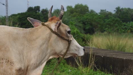 Kuh-Ist-Ein-Domestiziertes-Tier-Im-Hinduismus-In-Indien.-Kuh-Gilt-Als-Gottheit