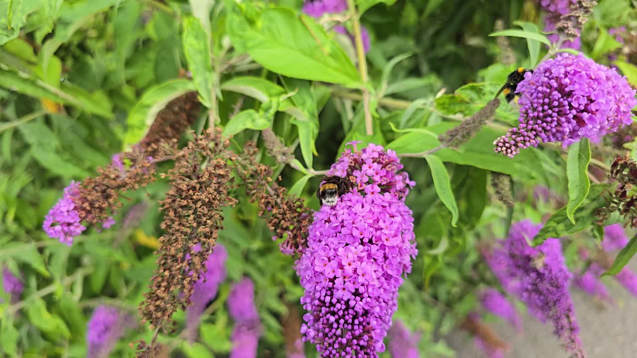 Slow motion bumblebees collecting nectar on purple Buddleja davidii blossoms