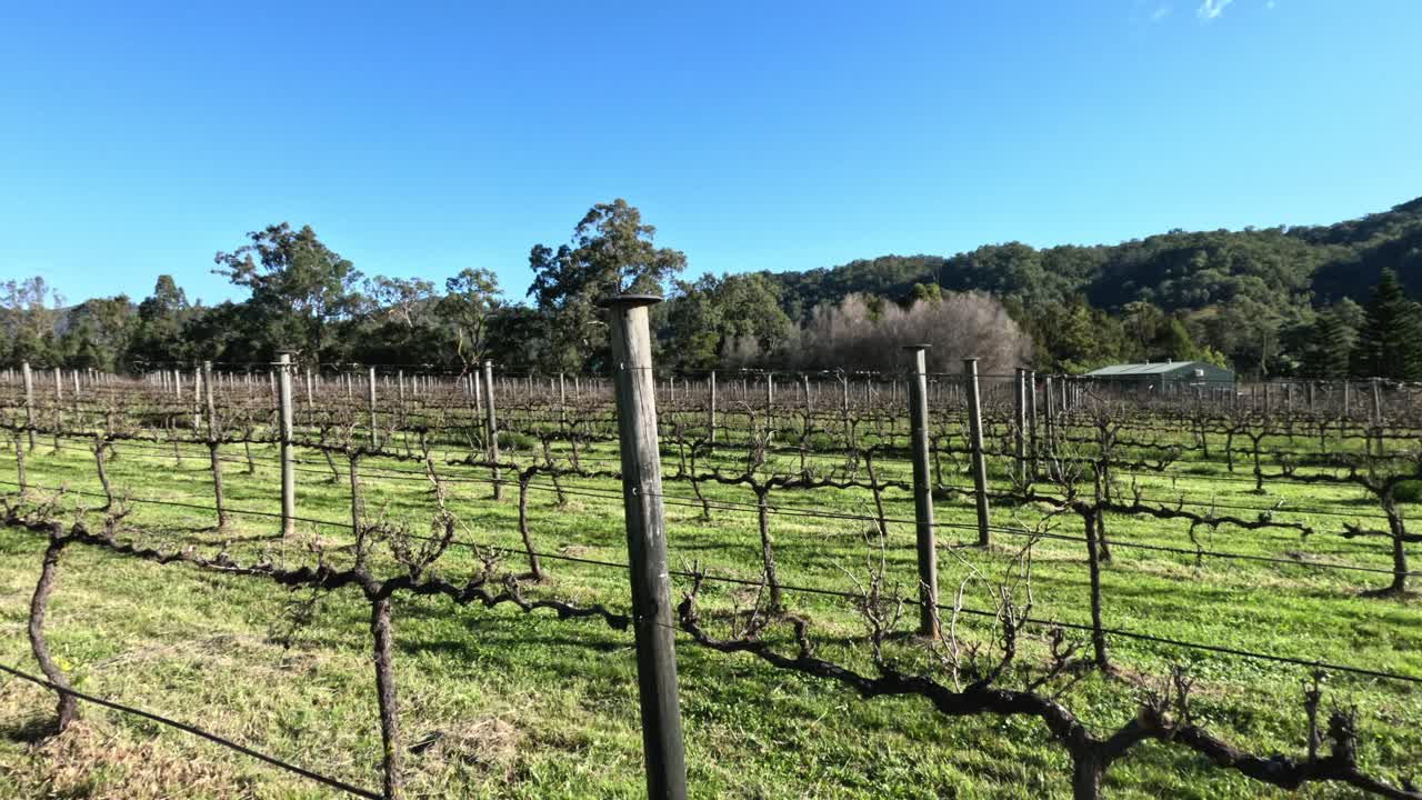 un viñedo sereno con exuberante vegetación