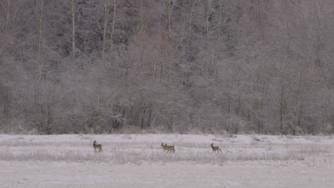 Distant-roe-deers-in-snowy-morning-walking-in-slow-motion