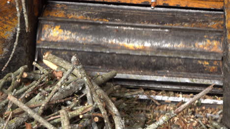 close-up of worker loading dead branches into the mouth of a wood chipper