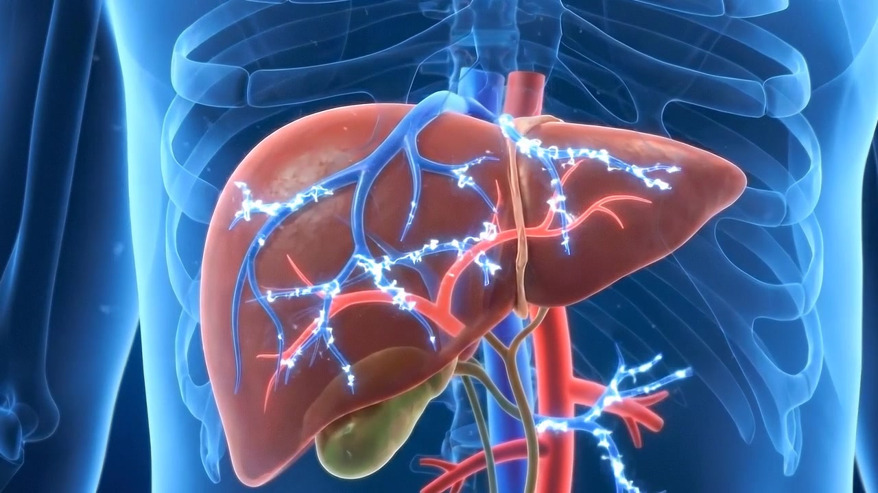 Medical Animation of Human Liver Anatomy and Blood Flow