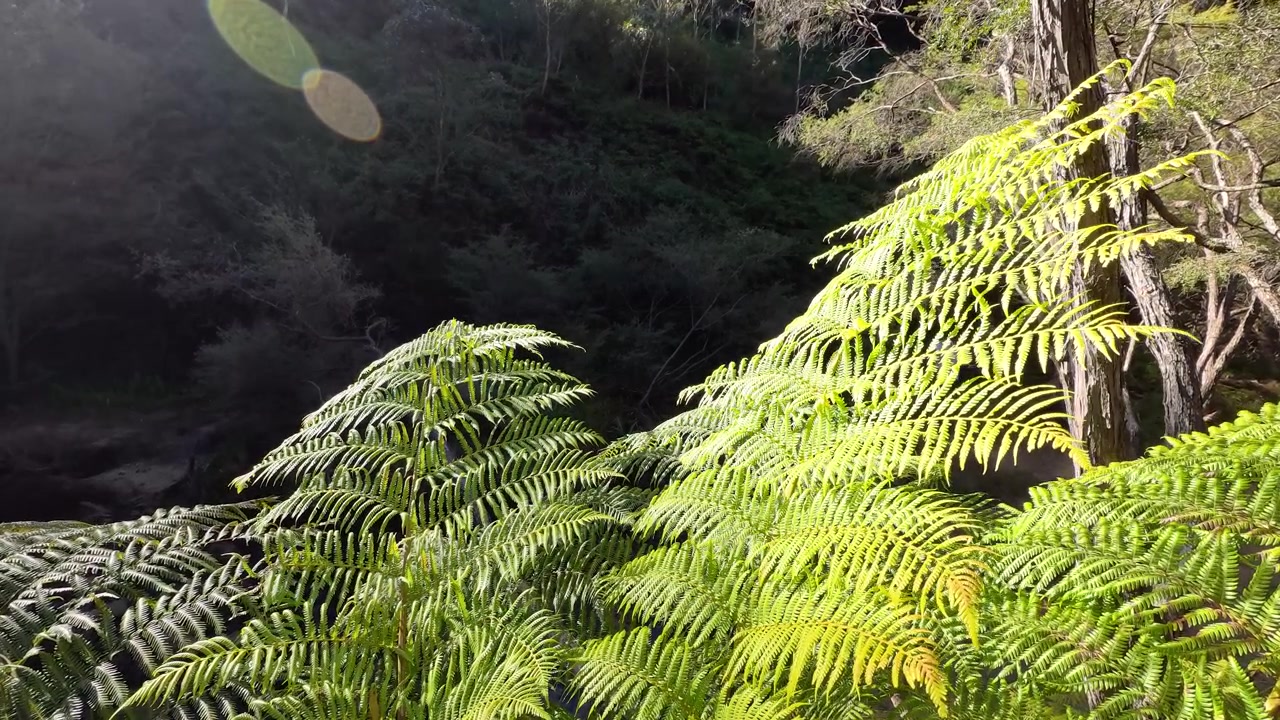 Baggrundsbelyste grønne bregneblade svajer blidt i sollys i en frodig australsk tempereret regnskov.
