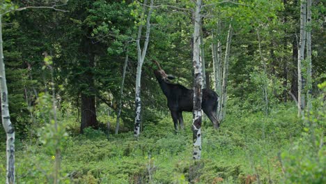 a wild moose feeding in the forest at gordon gulch, colorado, usa
