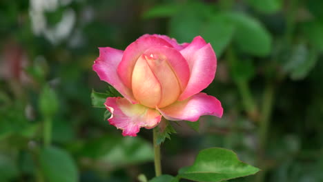 Eine-Schöne-Pfirsichfarbene-Rose-Vor-Einem-Grünen-Hintergrund-Aus-Blättern